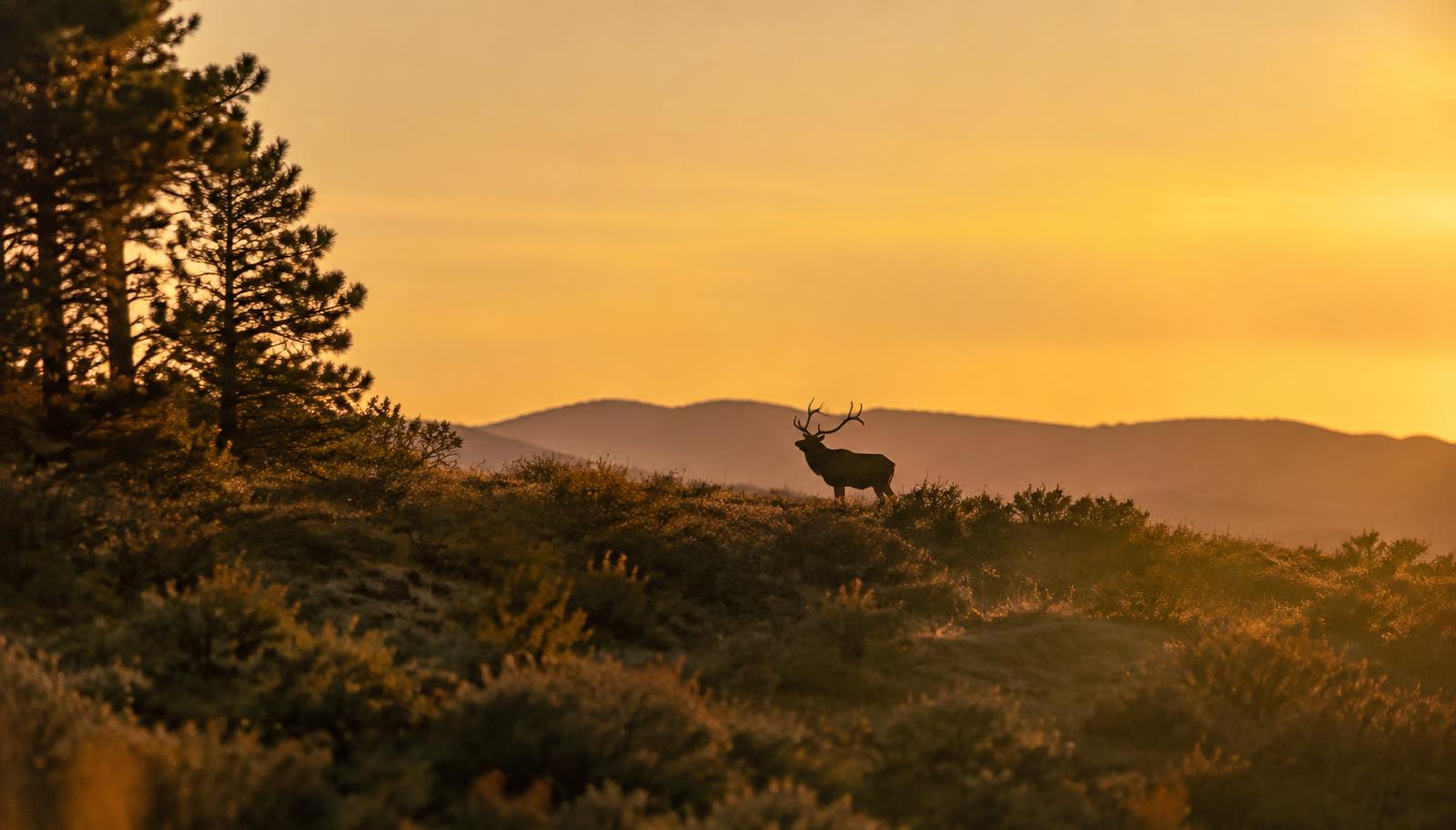 Bull elk on a New Mexico ridge at dusk